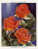 Duchess of Atholl rose photo