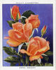 Emma Wright rose photo