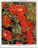 Golden Salmon Improved rose photo