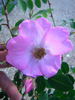 Fenja rose photo