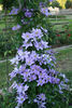 Cezanne clematis photo