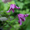 Medley clematis photo