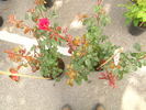 Gustav Mahler Rose rose photo