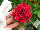 Gustav Mahler Rose rose photo