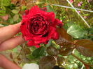 Gustav Mahler Rose rose photo