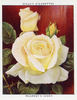 McGredy's Ivory rose photo