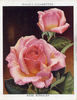 Rose Berkeley rose photo