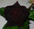 Black Beauty ® rose photo