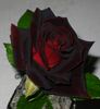 Black Beauty ® rose photo