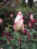 Jean Ducher rose photo