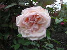Jean Ducher rose photo