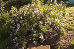 Sweet Flora rose photo