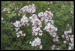 Sweet Flora rose photo