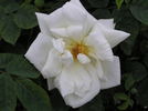 Frühlingsschnee rose photo