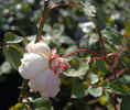 Albert Hoffmann rose photo