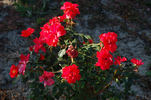 Herbstfeuer rose photo