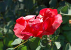 Athos ® rose photo