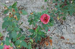 Independence rose photo