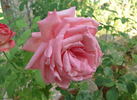 Catherine Marie rose photo