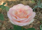 Espérance ™ rose photo