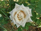 Kameleon rose photo
