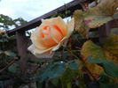 Joanna Hill rose photo