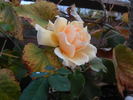 Joanna Hill rose photo