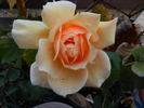 Joanna Hill rose photo