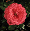 Bandito! rose photo