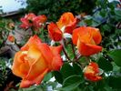 Jura rose photo