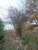 R. micrantha rose photo