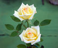 Peter Cottontail ™ rose photo