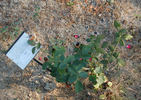 Fanal rose photo