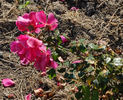 Heidekind rose photo
