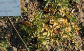 Buisman's Triumph rose photo