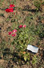 Buisman's Glory rose photo