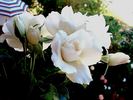 Candeur ® rose photo