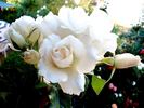 Candeur ® rose photo