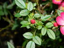 Cineraire rose photo
