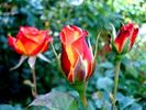 Chateau Giscours rose photo