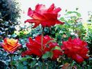 Chateau Giscours rose photo
