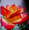 Chateau Giscours rose photo