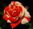 Special Effects rose photo