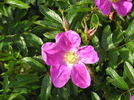 Corylus rose photo