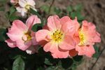 Rachel Bowes Lyon rose photo