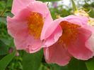 Helga Brichet rose photo