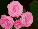 Pink Rosette rose photo