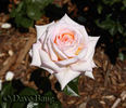 Twinkle Little Star rose photo