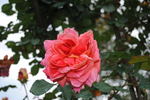 Pirontina rose photo