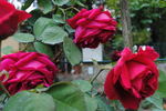 Coup de Foudre, Cl. rose photo